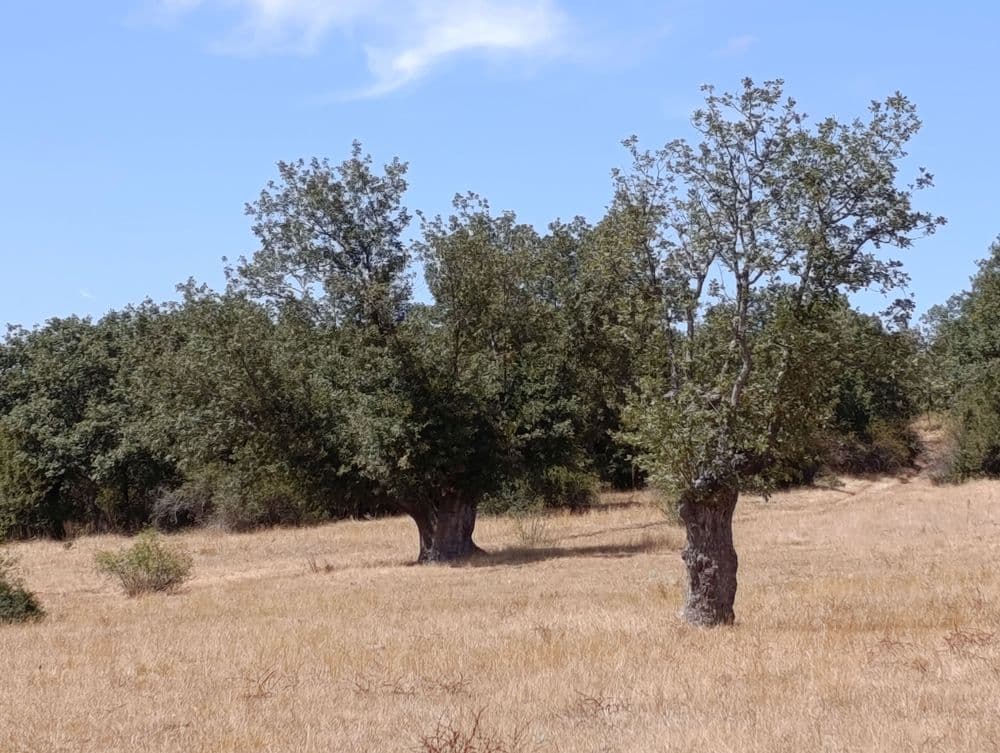 Tenadas de Villamiel de la Sierra