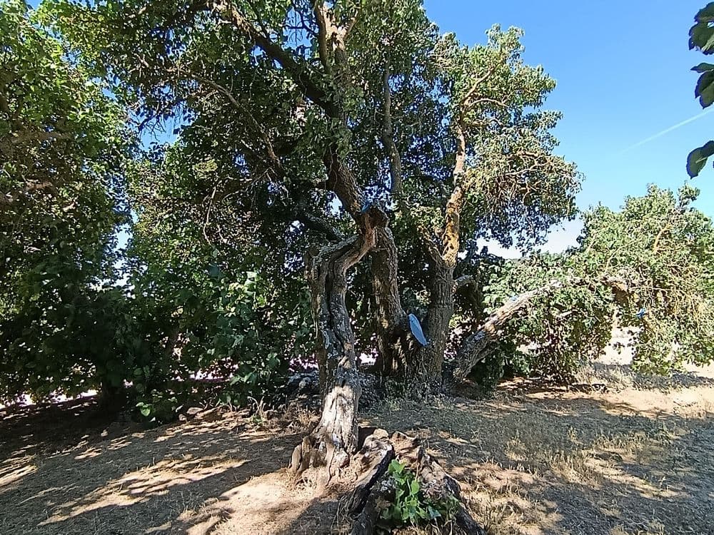 Moral de Santa Lucia