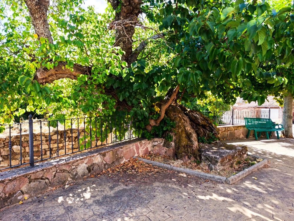 Árboles Morales singulares de Tañabueyes