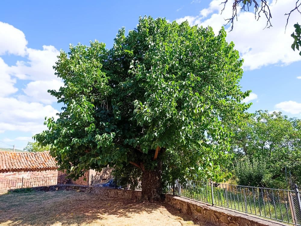 Árboles Morales singulares de Tañabueyes