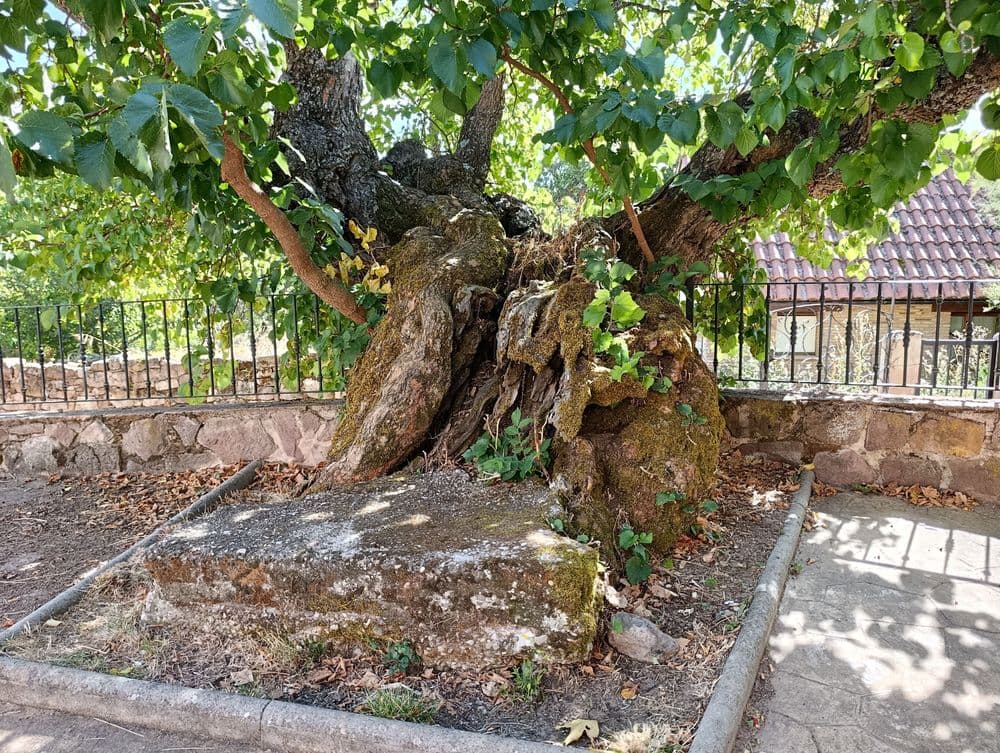 Árboles Morales singulares de Tañabueyes