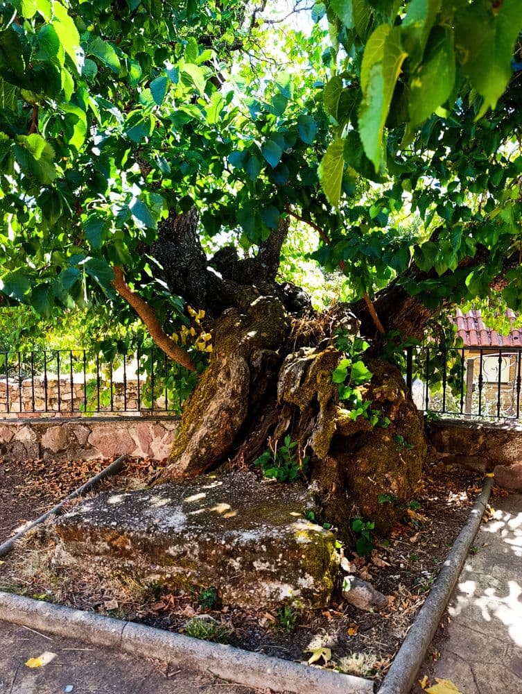Árboles Morales singulares de Tañabueyes