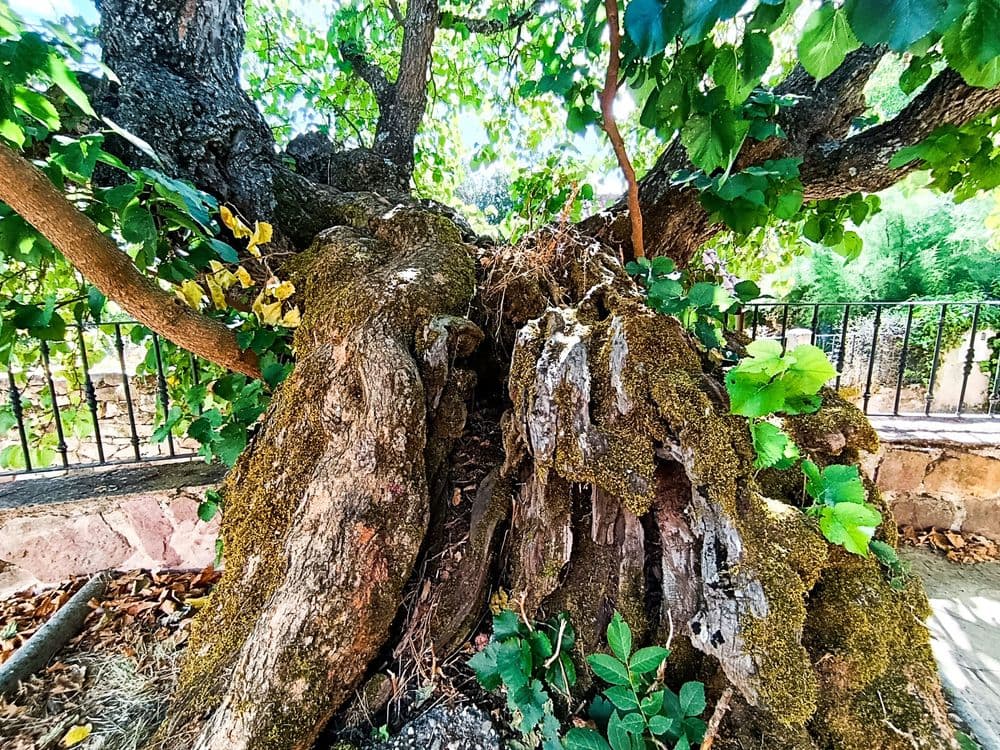 Árboles Morales singulares de Tañabueyes