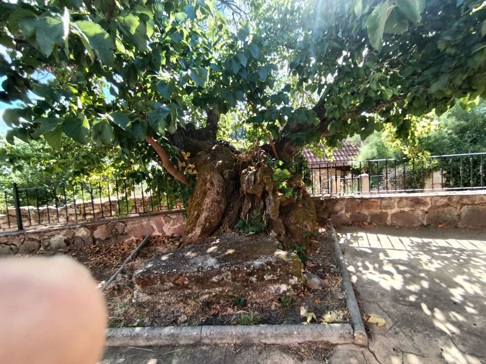 Árboles Morales singulares de Tañabueyes