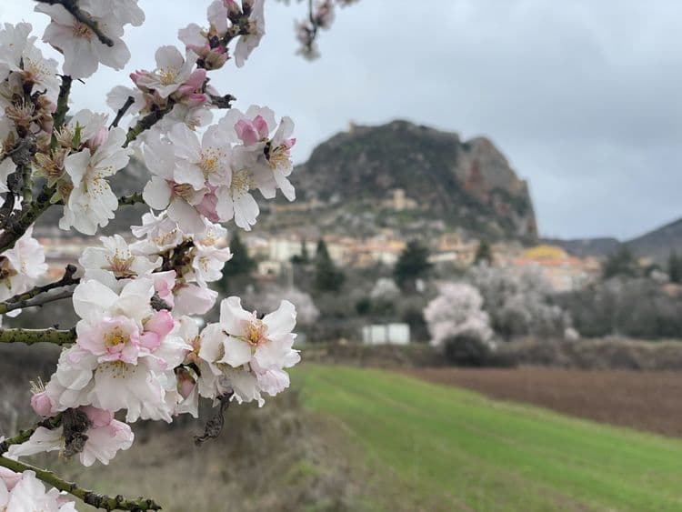 Ruta de los almendros en flor de Poza de la Sal