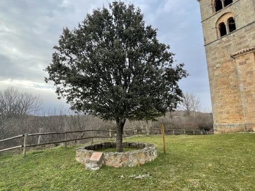 Árbol de la Provincia