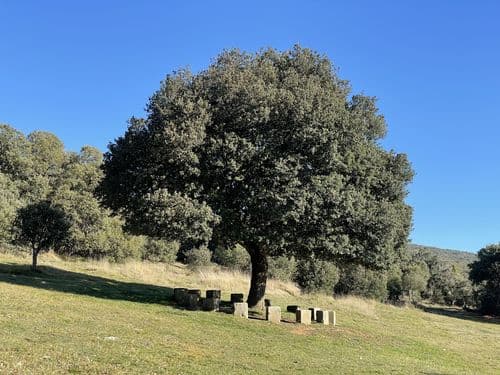 Encina de Concejo Sotoscueva