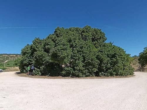 Moral de Santa Lucia