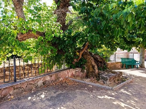 Árboles Morales singulares de Tañabueyes